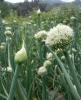 Common Onion plant with a rounded layered bulb covered by papery skin, hollow blue-green leaves, and a spherical cluster of small white flowers