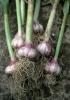 Garlic, Allium sativum, showing a white papery bulb divided into cloves, flat green leaves, and a curling hardneck flower stalk called a scape