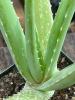 Aloe vera succulent with a basal rosette of thick fleshy gray-green lance-shaped leaves, small pale teeth along the leaf margins, clear inner gel beneath the rind, yellow latex just under the outer skin, and a tall flower stalk bearing tubular yellow flowers.