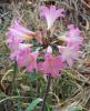 True Amaryllis or Belladonna Lily (Amaryllis belladonna) with a large rounded brown bulb, winter-growing strap-shaped green leaves, and a tall leafless purplish-green flower stalk bearing a cluster of fragrant funnel-shaped pale pink flowers.