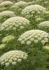 Bishop’s weed with upright branching stems, divided serrated green leaves, and broad compound umbels of numerous tiny white flowers
