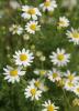Stinking chamomile or mayweed (Anthemis cotula), a bushy annual with finely divided fernlike leaves and small white daisy flowers surrounding raised yellow centers.