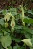 Bobbins, Arum maculatum, a calcium-oxalate toxic wild arum plant for pets