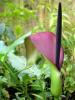 Wild arum or Palestine arum (Arum palaestinum) with broad dark green arrow-shaped leaves, a deep purple-black finger-like spadix enclosed by a dark reddish-purple hooded spathe, and later clusters of oblong orange-red berries.