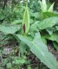 Wake Robin (Arum maculatum L.) shown for identification in the PAWS pet plant safety guide.