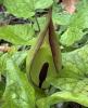 Lord-and-Ladies or Arum maculatum with glossy arrow-shaped green leaves often marked by dark spots, a pale green hood-like spathe surrounding a purple or yellow spadix, and a later upright spike of tightly packed orange-red berries.