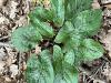 Adam-and-Eve or Wild Arum (Arum maculatum) with glossy arrow-shaped green leaves often marked by dark purple spots, a pale green hood-like spathe surrounding an upright purple-brown spadix, and a later upright cluster of bright orange-red berries.