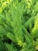 Asparagus fern with arching stems covered in fine needle-like green growth.