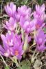 Autumn Crocus or Colchicum autumnale showing large lavender-pink six-parted flowers emerging without leaves in autumn, with separate broad green spring leaves, seed capsules, and a brown underground corm.