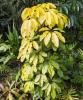Australian Ivy Palm (Heptapleurum actinophyllum) with glossy elongated leaflets radiating like an umbrella from a long central petiole.