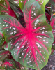 Fancy-leaved Caladium with large heart-shaped leaves patterned in green, white, pink, and red on long upright petioles