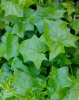 California Ivy with glossy dark-green three- to five-lobed leaves growing along a woody climbing vine