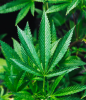 Cannabis sativa plant with an upright branching green stem and palmately compound leaves composed of narrow sharply serrated leaflets radiating from a central point.