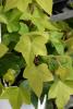Canary Ivy with large glossy three- to seven-lobed green leaves, reddish petioles, and reddish hairs along a woody climbing vine