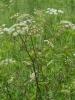Poison parsnip, Cicuta maculata, with sharply toothed lance-shaped leaflets, branching hollow stems, and flat clusters of tiny white flowers growing in wet ground.