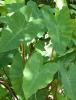 Malanga or Taro plant, Colocasia esculenta, growing from an underground corm with large downward-pointing heart-shaped to shield-shaped green leaves on thick upright petioles, the petiole attaching to the underside of each peltate leaf inward from the basal notch.