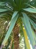 Palm Lily or New Zealand Cabbage Tree (Cordyline australis) with a branching woody trunk, dense crowns of long narrow sword-shaped green leaves, and a large spray of small creamy-white flowers