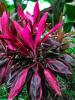 Hawaiian Ti, Cordyline fruticosa, with slender ringed cane-like stems and dense spiraled clusters of broad lance-shaped leaves variegated in green, burgundy, red, pink, and cream