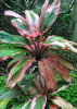 Ti plant (Cordyline fruticosa) with upright cane-like stems and spiraling clusters of broad lance-shaped leaves patterned in green, burgundy, red, pink, and cream.
