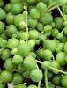 Close-up of String of Pearls, Curio rowleyanus, showing densely clustered round green succulent leaves with narrow translucent stripes and several upright flower buds on slender stalks.