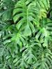 Mature Cutleaf Philodendron or Monstera deliciosa climbing a support with thick green stems, long cord-like aerial roots, and enormous glossy heart-shaped leaves divided by deep splits and natural oval holes