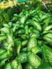 Charming Dieffenbachia houseplant with a thick upright cane and large broad green leaves marked with cream-white central blotches, streaks, and speckles