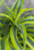Warneckei Dracaena (Dracaena fragrans ‘Warneckei’) with upright ringed cane-like stems and rosettes of narrow arching gray-green leaves marked by parallel white and pale-green stripes along the margins.