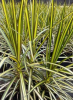 Red-margined dracaena with slender woody canes topped by rosettes of long narrow green leaves edged in dark red.