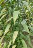 Ribbon plant or lucky bamboo, Dracaena sanderiana, with upright segmented green canes and narrow lance-shaped leaves growing in a water-filled container with pebbles.