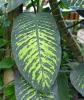 Dumb Cane, Dieffenbachia species, a calcium oxalate-containing Araceae houseplant toxic to dogs and cats