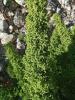 Feather Geranium, Dysphania botrys, a sticky aromatic goosefoot containing sesquiterpene-lactone gastrointestinal irritants