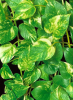 Taro vine or golden pothos (Epipremnum aureum), a trailing and climbing houseplant with glossy heart-shaped green leaves irregularly marbled and streaked with yellow.