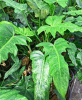 Fiddle Leaf Philodendron, Philodendron bipennifolium, a climbing aroid with glossy horsehead-shaped leaves and insoluble calcium oxalate crystals toxic to pets