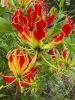 Fire Lily, Hippeastrum species, a toxic bulbous amaryllis-type plant with strap-shaped leaves and large trumpet-shaped red-orange flowers