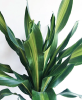 Giant Dracaena, Cordyline australis, with a rough branching trunk, dense crowns of long narrow sword-shaped leaves, and large sprays of small cream-white flowers