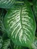 Giant Dumb Cane, Dieffenbachia seguine formerly Dieffenbachia amoena, with a thick green cane-like stem and large oval leaves marbled with cream, white, yellow, and dark green