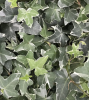 Glacier Ivy, Hedera helix ‘Glacier’, with trailing woody vines and small triangular gray-green leaves edged in creamy white