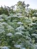 Greater Ammi, Ammi majus, with upright branching green stems, divided toothed leaves, and large flat-topped compound umbels made of many tiny white flowers