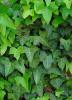 Hahn’s Self-Branching English Ivy, Hedera helix ‘Hahn’s Self-Branching’, with dense branching evergreen stems and small glossy dark green leaves divided into three to five pointed lobes with pale veins