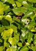 Algerian Ivy (Hedera algeriensis), a vigorous evergreen vine with reddish stems, large glossy dark green juvenile leaves divided into three to five broad lobes, aerial rootlets along climbing stems.