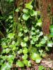 Azores ivy with glossy lobed evergreen leaves climbing a woody support and clusters of dark ripe berries