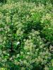 Atlantic Ivy (Hedera hibernica), an evergreen climbing vine with broad glossy green leaves.