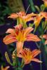 Orange Day Lily (Hemerocallis fulva) growing in a dense roadside clump with long arching strap-shaped leaves and tall leafless stalks bearing tawny-orange trumpet-shaped flowers