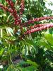 Octopus Tree or Heptapleurum actinophyllum with large glossy palmately compound leaves radiating like umbrella spokes and long red flower spikes extending above the foliage.