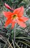 Barbados lily with a large rounded bulb, glossy strap-shaped green leaves, and orange-red trumpet-shaped flowers with pale greenish-white throats