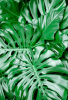 Mature Hurricane Plant or Swiss cheese plant (Monstera deliciosa) climbing a support with large glossy dark-green heart-shaped leaves divided by deep splits and natural oval fenestrations.