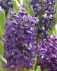 Common hyacinth (Hyacinthus orientalis) growing from a rounded bulb with thick strap-shaped green leaves and a dense upright spike of fragrant blue-purple tubular flowers.