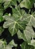 Iberian ivy (Hedera iberica) climbing a tree trunk with broad glossy evergreen juvenile leaves divided into shallow lobes and attached by numerous small aerial rootlets.