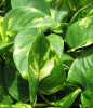 Golden pothos or ivy arum (Epipremnum aureum) with trailing green vines and glossy heart-shaped leaves irregularly marbled with golden-yellow variegation.