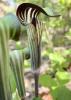 Jack-in-the-pulpit (Arisaema triphyllum) growing in moist woodland with two large three-parted leaves and a green-and-maroon striped hooded spathe surrounding the upright central spadix.